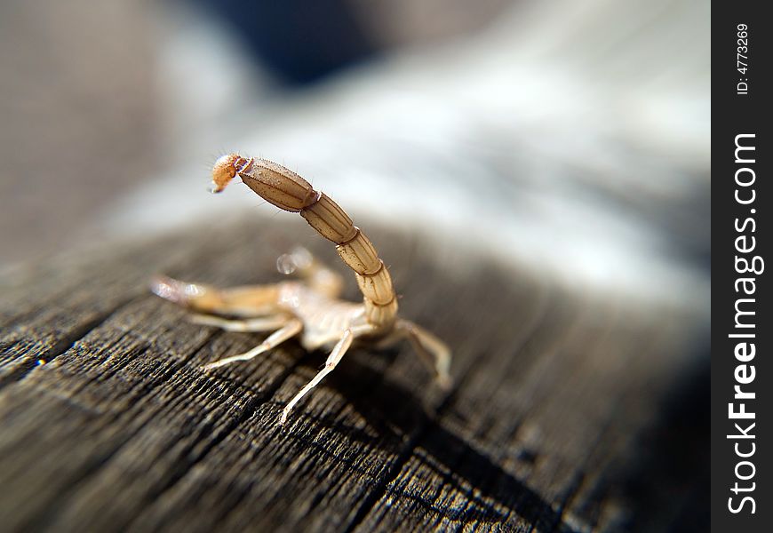 Young scorpion on a log with stinger raised. Young scorpion on a log with stinger raised