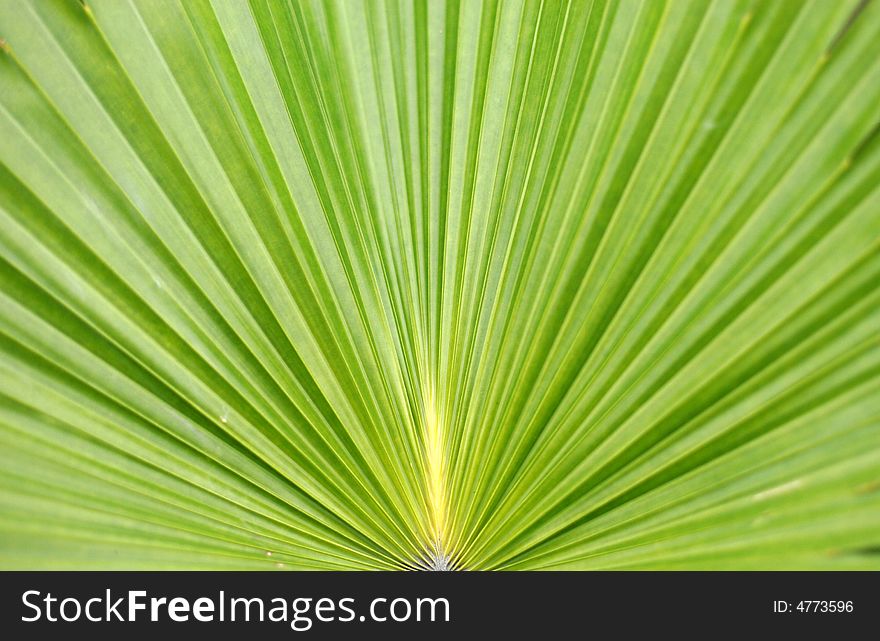 Large green leaf with fold lines vanishing to one point.