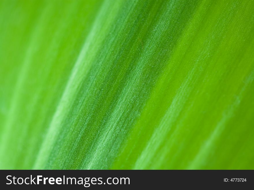 Green striped leaf of plant. Shallow DOF. Focus on center of image. Good for background and as texture