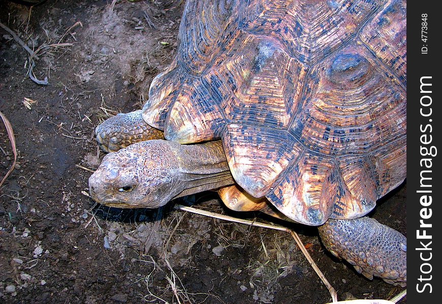 Close-up a big tortoise