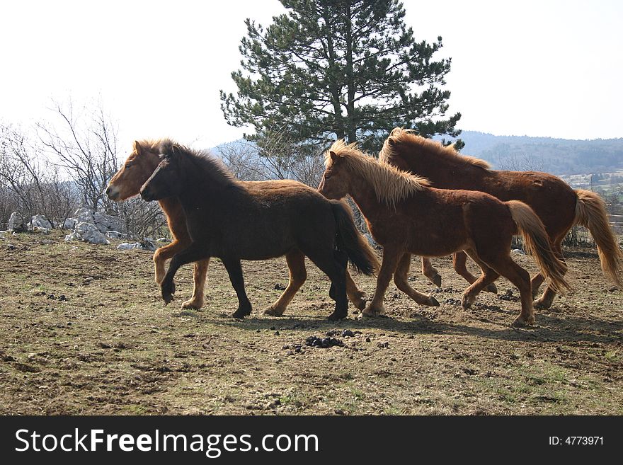 Iceland Horses Toelting