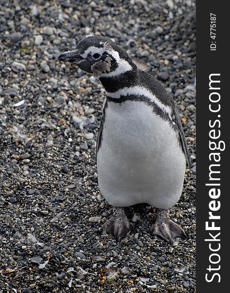 Interesting penguin. Ushuaia, Tierra del Fuego, Argentina.