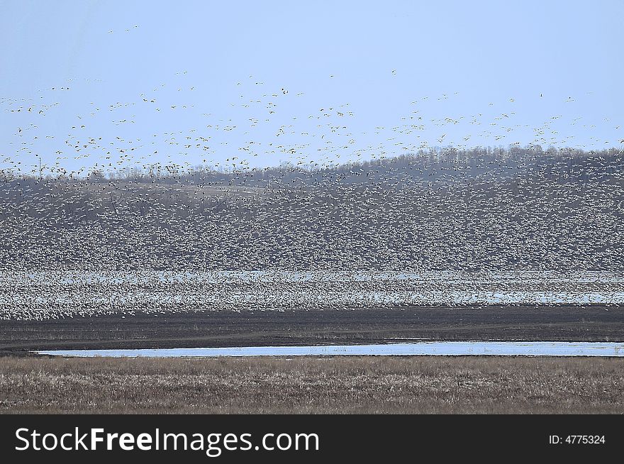 Snow Geese Landing