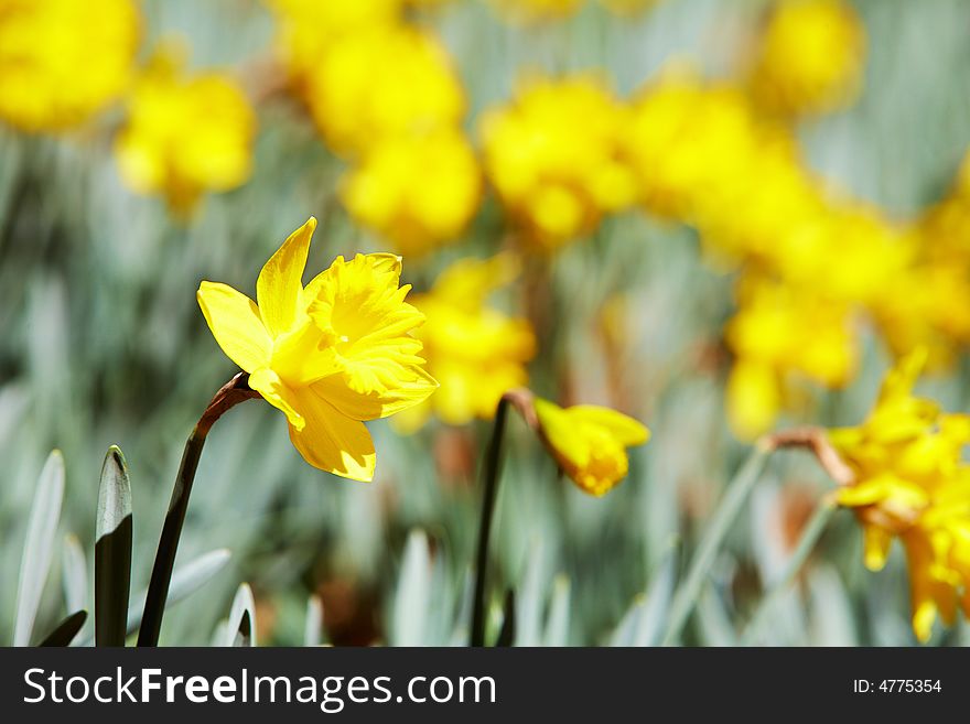 Batch of yellow daffodils (Narcissus) in springtime