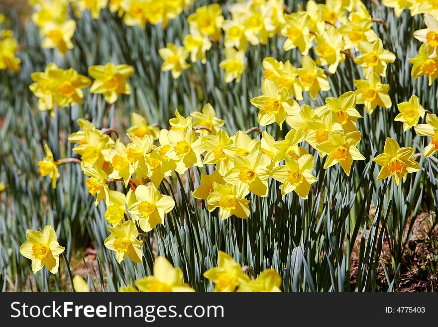 Yellow Daffodils