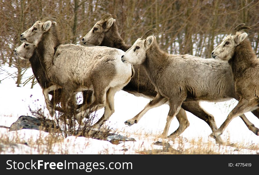 A herd of bighorn sheep gallops away from danger. A herd of bighorn sheep gallops away from danger