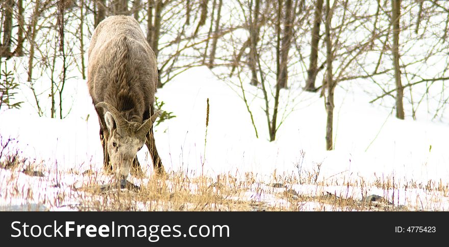 A bighorn sheep grazes alone in the woods