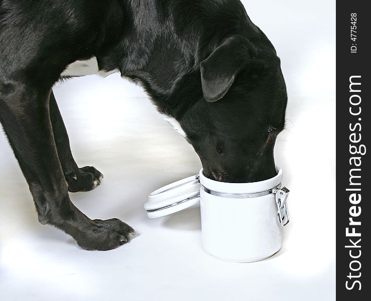 Big black dog sticking his nose in the cookie jar. Big black dog sticking his nose in the cookie jar