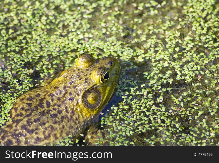 A frog trying to hide on the surface of a pond. A frog trying to hide on the surface of a pond