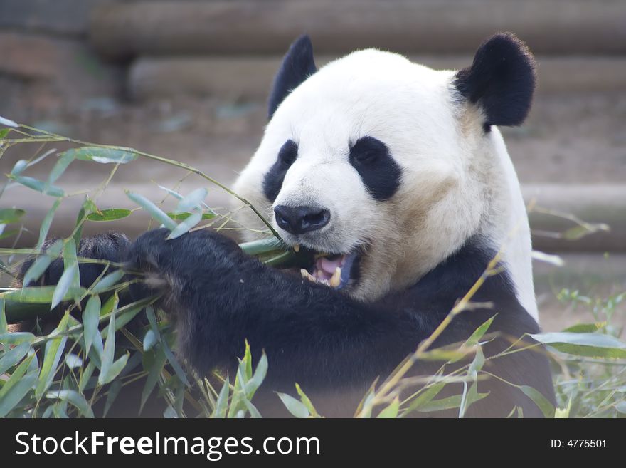 A panda eating a stalk of bamboo. A panda eating a stalk of bamboo