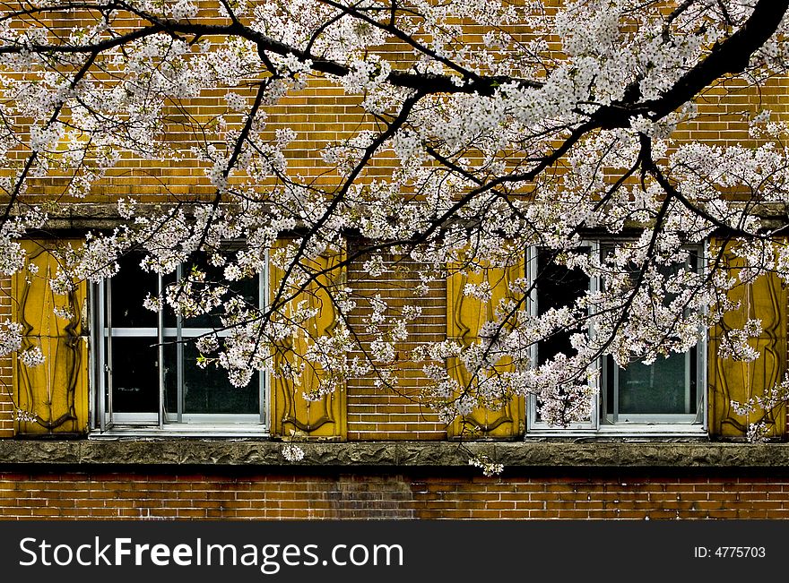 Sakura in Tokyo in spring season