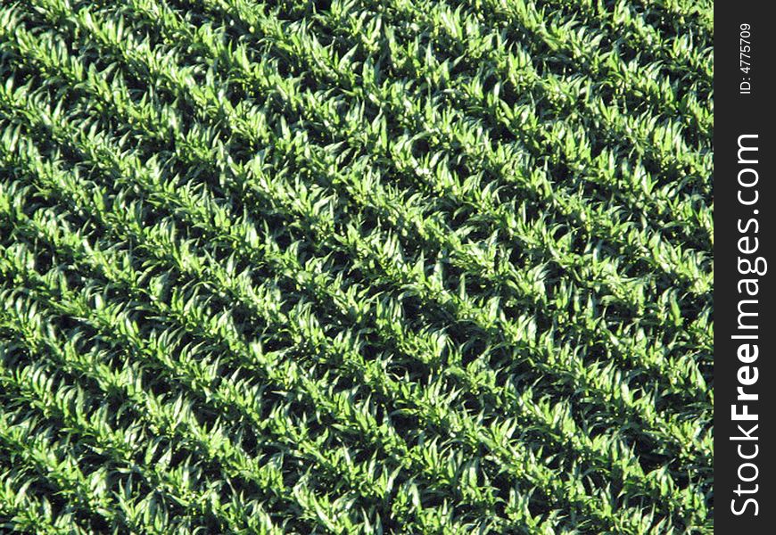 A field from afar taken from a hot air balloon. A field from afar taken from a hot air balloon