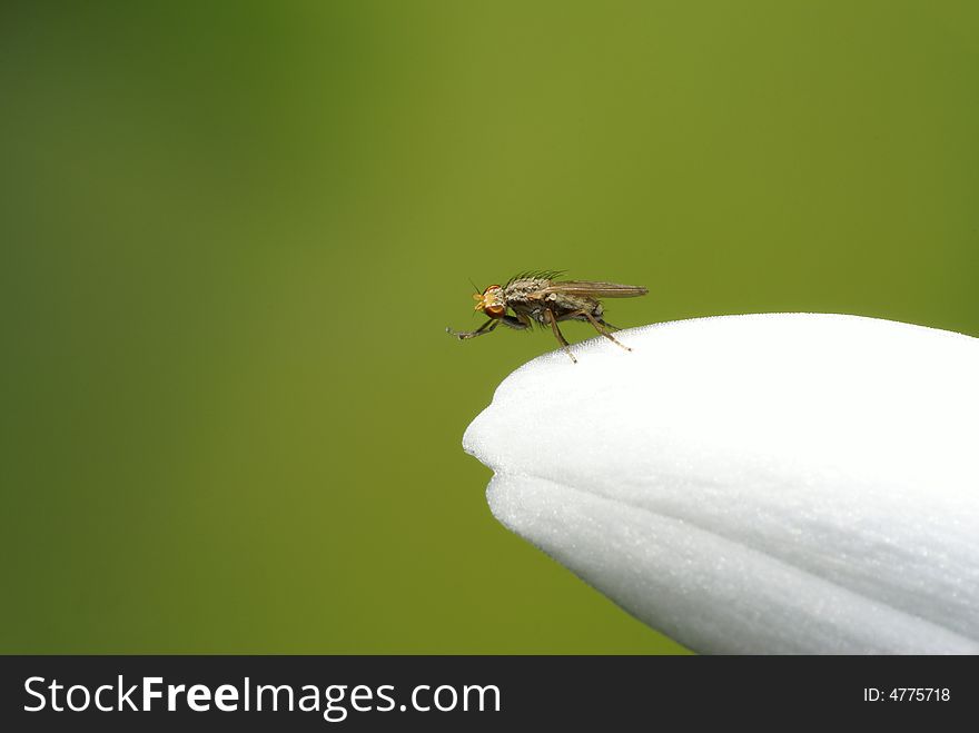 Fly on a flower petal