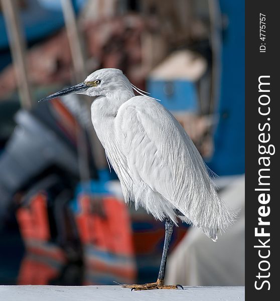 Bird a stork in port of old city