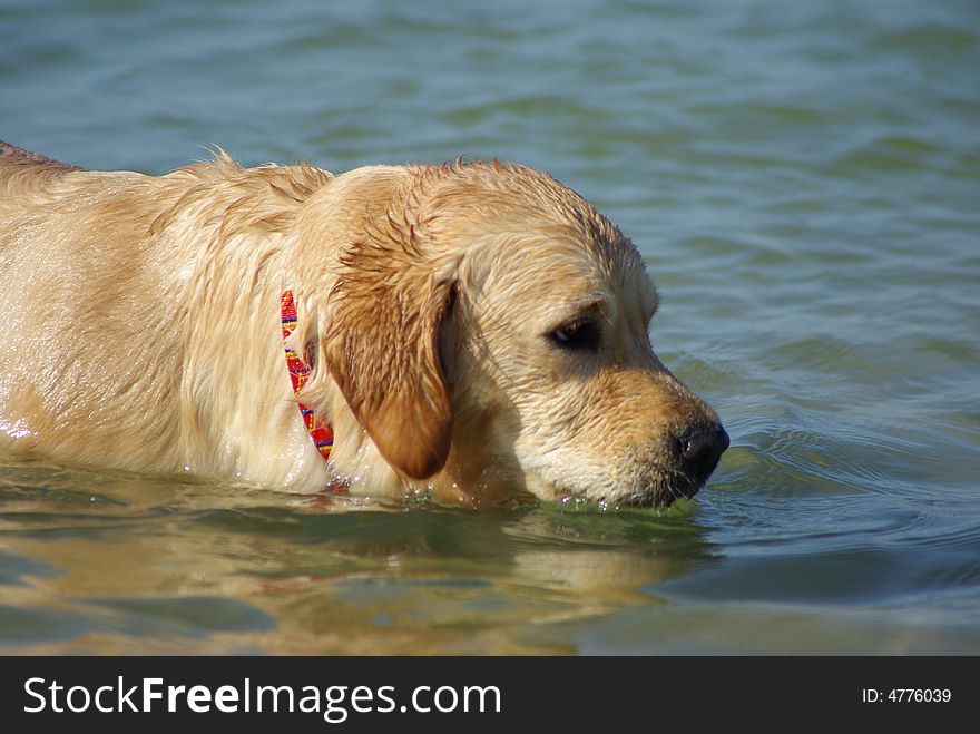 Cute dog swimming at the sea. Cute dog swimming at the sea