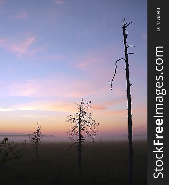 Sunrise on a bog. Mist around.