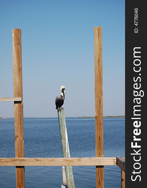Pelican sitting on a pole over the water. Pelican sitting on a pole over the water.