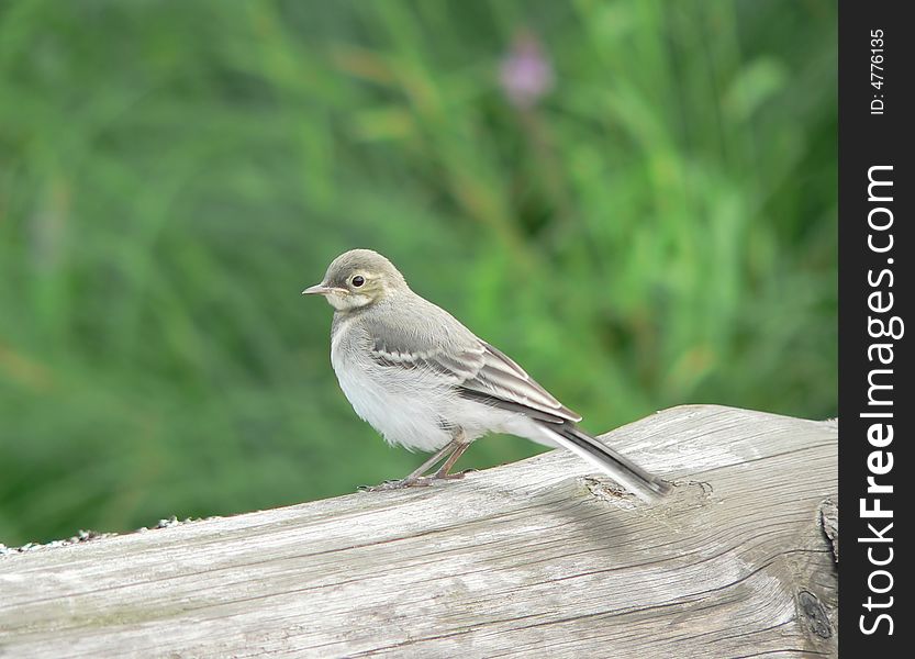Young White Wagtail on a green background.
