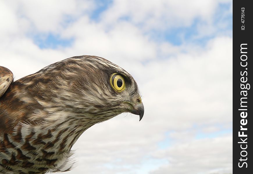 The sparrow-hawk (Accipiter nisus) on a sky background.
