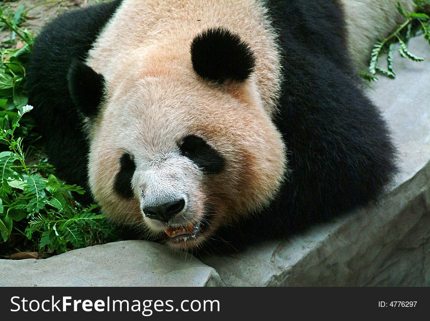 China,Endangered rare animals Panda