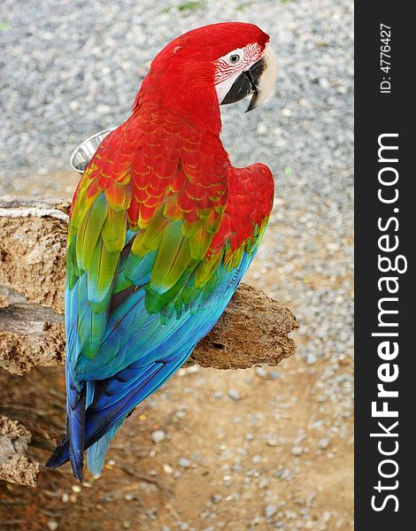 Multi-colored Parrot