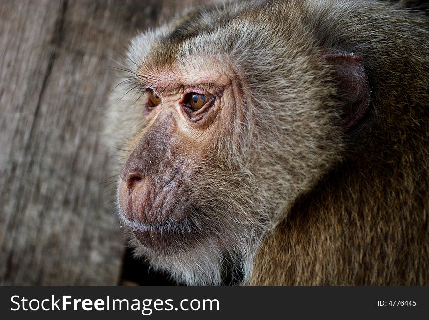 Monkey's face with sad eyes