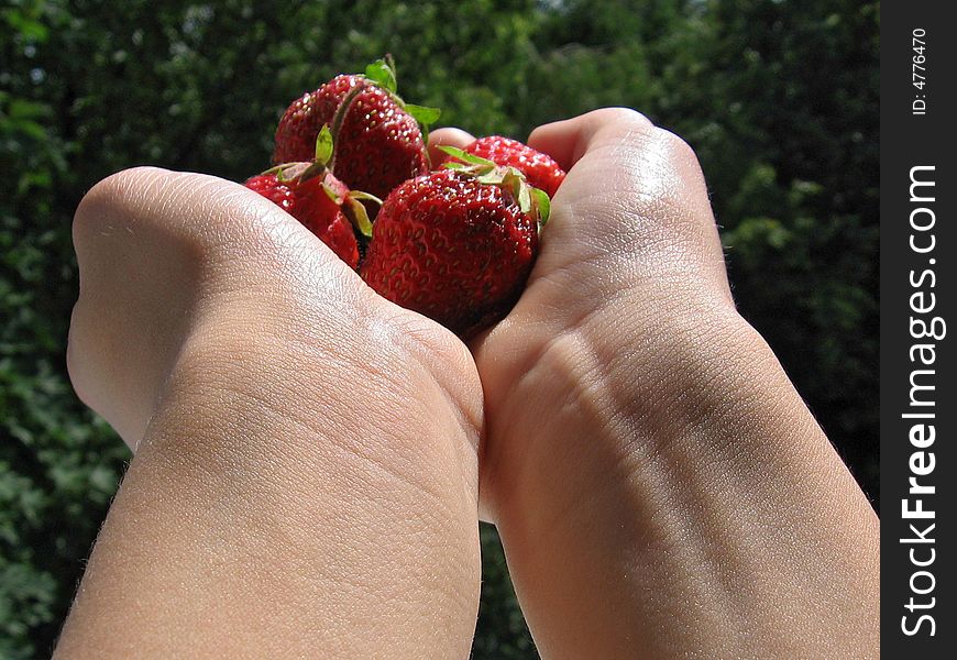 Strawberries are in child's hands, lighted up a sun, on a green background, isolated