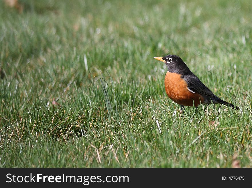 An american robin stands in backyard lawn in spring moring