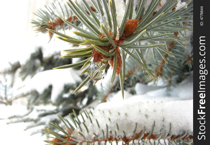 Water drops on needles