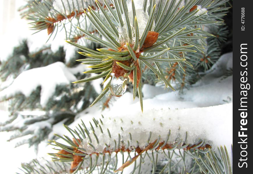 Melting snow water drops on fir-tree needles. Melting snow water drops on fir-tree needles