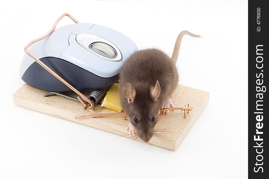 A mouse used his computer sibling to get to the cheese. A mouse used his computer sibling to get to the cheese