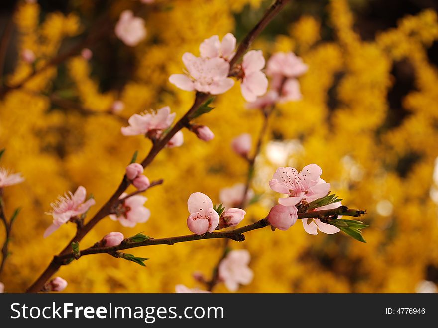 Cherry flower and yellow jasmine blossom in spring