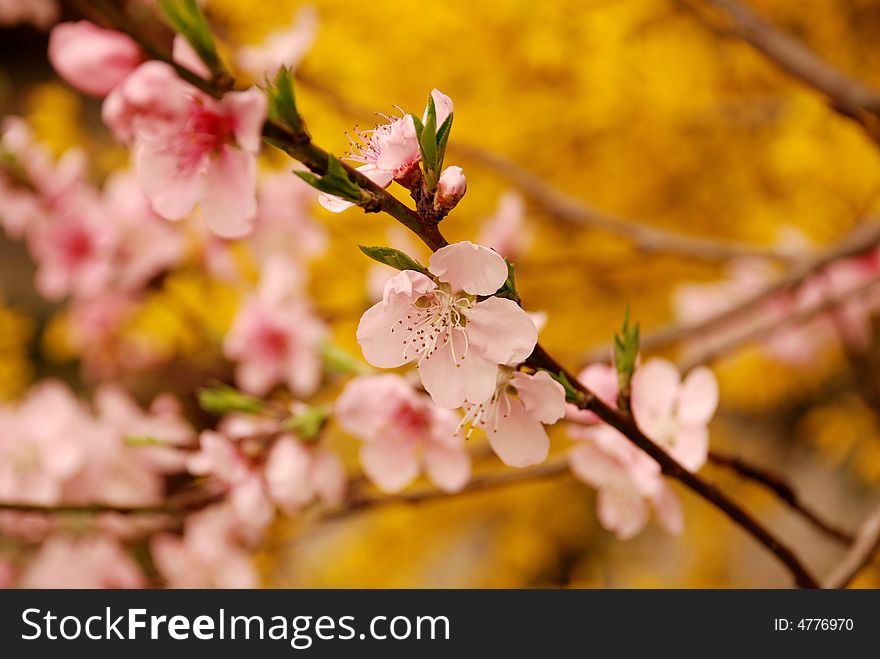 Cherry flower and yellow jasmine blossom in spring. Cherry flower and yellow jasmine blossom in spring