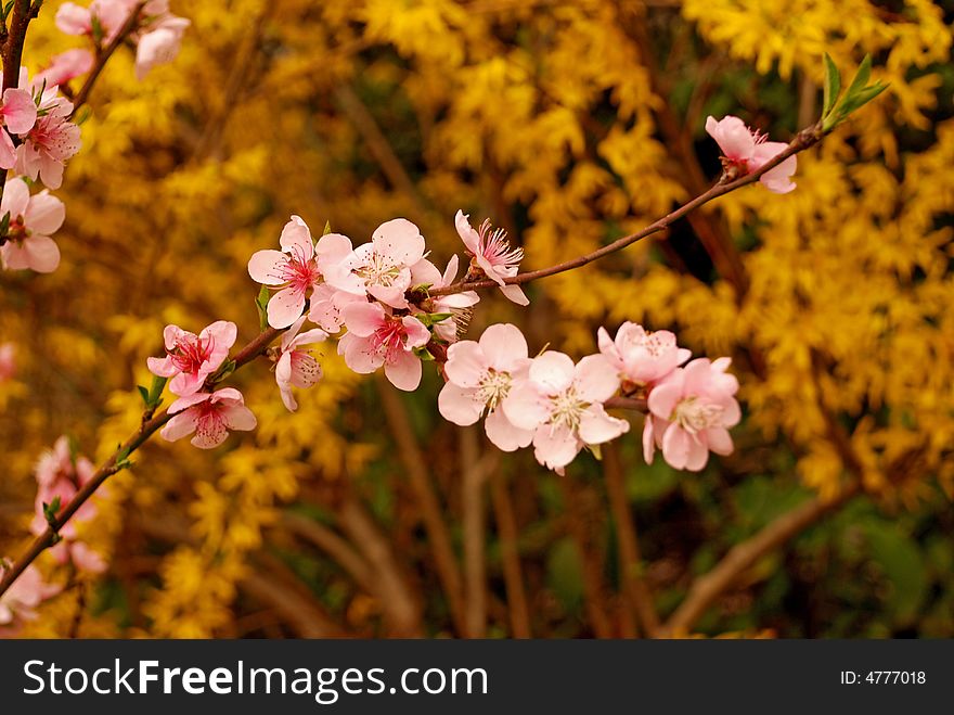 Cherry flower and yellow jasmine blossom in spring