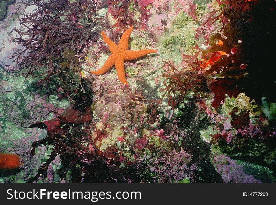 Underwater life of Kuril islands