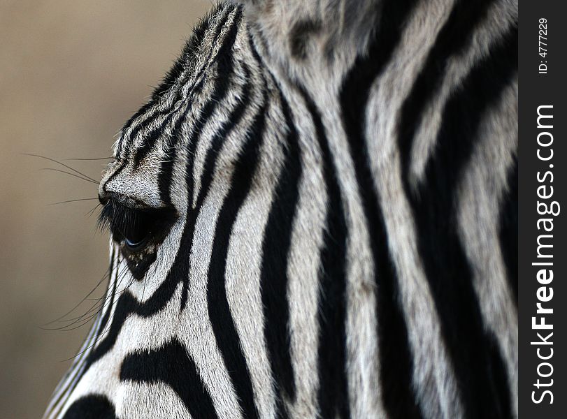 Zebra portrait taken in the Kruger National Park South Africa