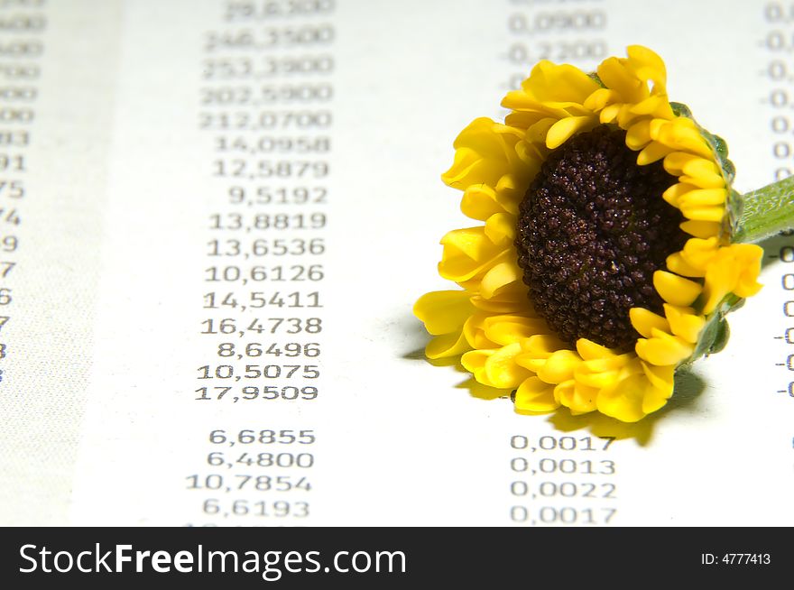 Fresh sunflower as symbol of stockexchange boost. Fresh sunflower as symbol of stockexchange boost.