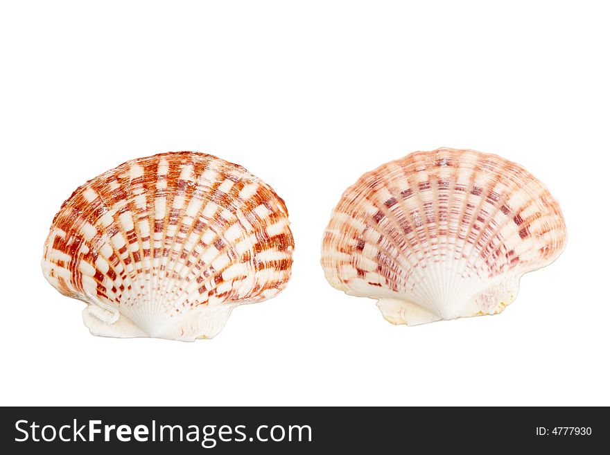 An image of two isolated seashells. An image of two isolated seashells