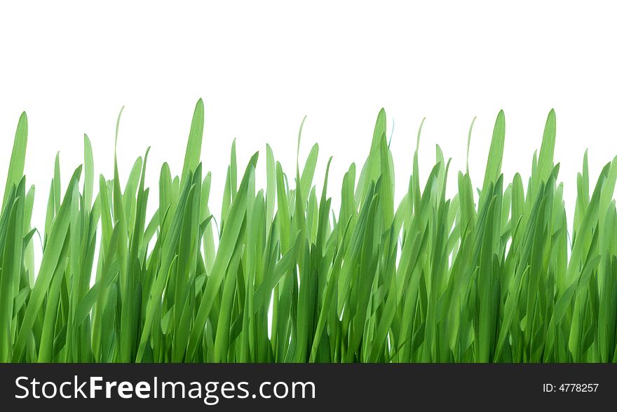 Green grass isolated