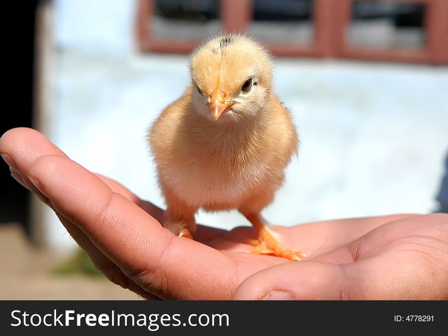 Hand holding a courius chicken