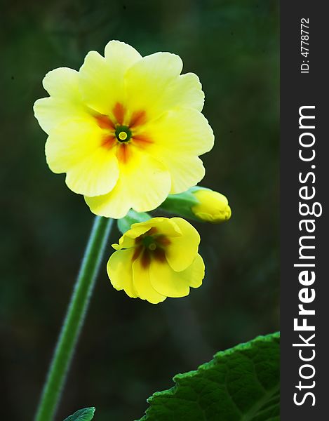 Yellow Flowers