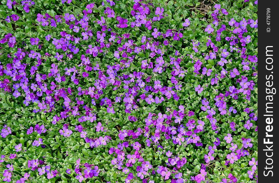 Tiny lilac flowers