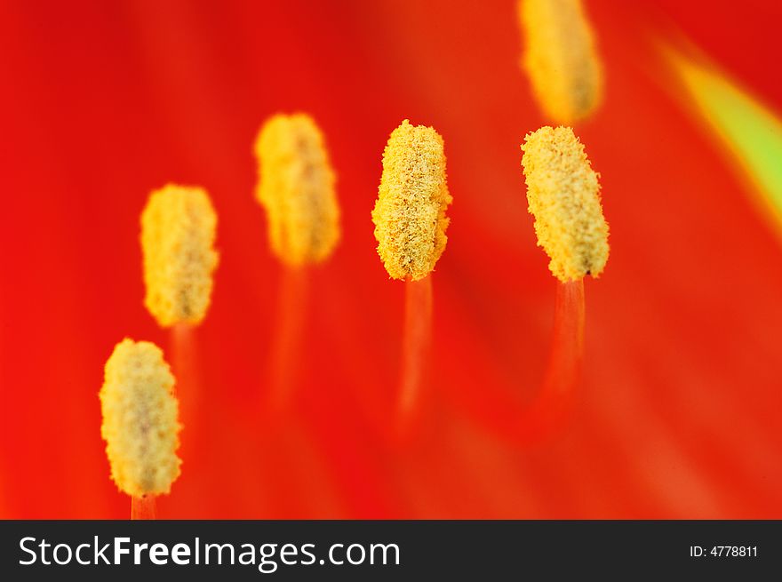 Close-up shooting of stamens of red flower