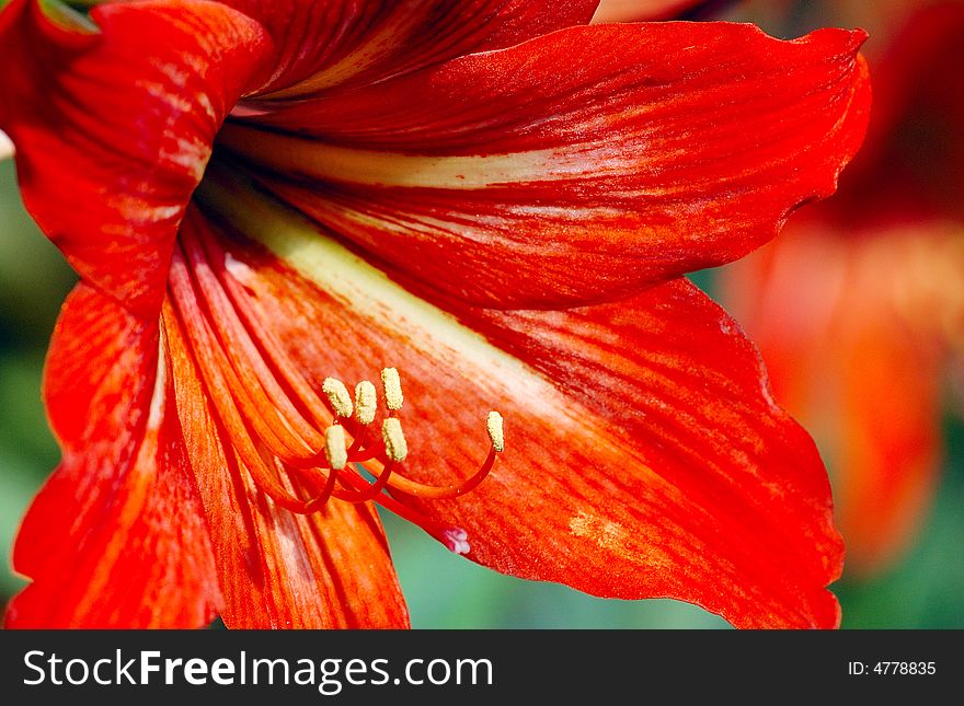 Close-up shooting of yellow stamens and red lily. Close-up shooting of yellow stamens and red lily