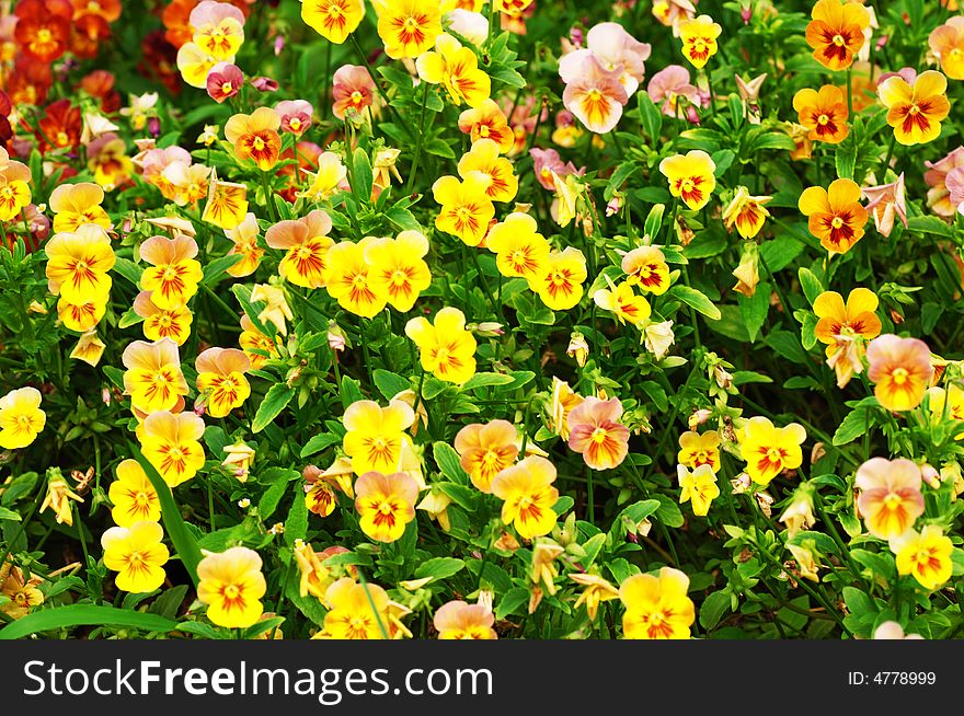 The yellow pansy in the park. for background