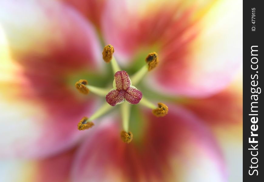 Flower lily in macro in the evening