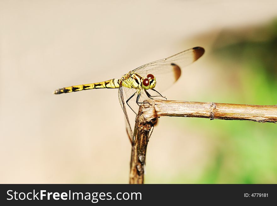 A yellow dragonfly resting on a branch,on bright background