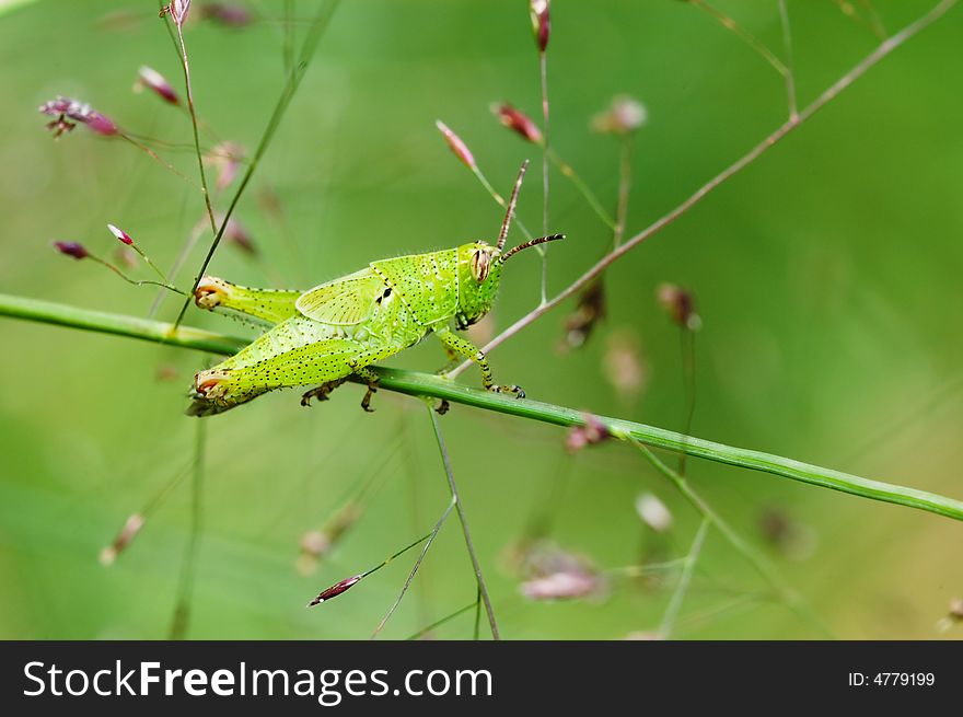 Grasshopper nymphae macro isolated on the grass branch。close-up shooting.