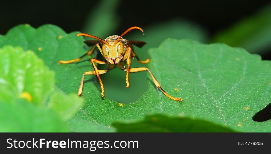 Close-up shooting of the Killer bee on leaf.