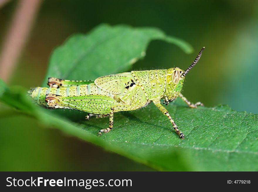 Close-up image of grasshopper nymphae isolated on the leafs.